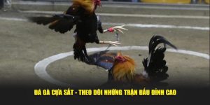 đá gà cựa sắt